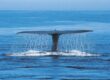 Whale Watching Spots in Maui